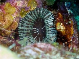 Solitary Disk Coral IIMG 7681